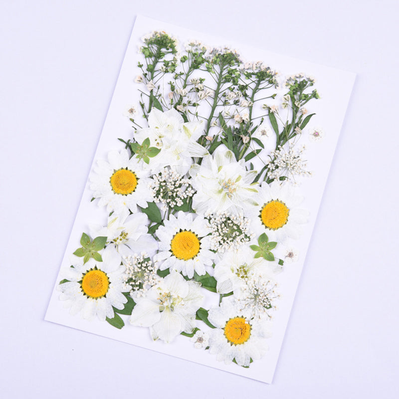 Kokorosa Real Dried Flower Daisy Craft Diy Accessories (36PCS)