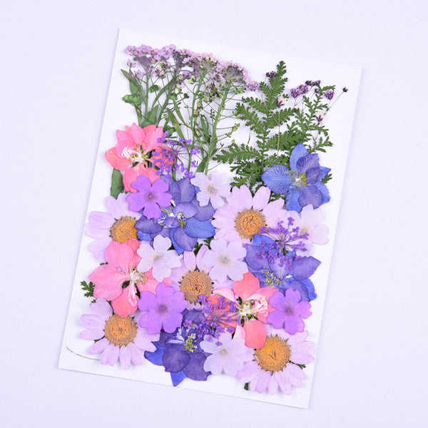 Kokorosa Real Dried Flower Purple Dream Craft Diy Accessories